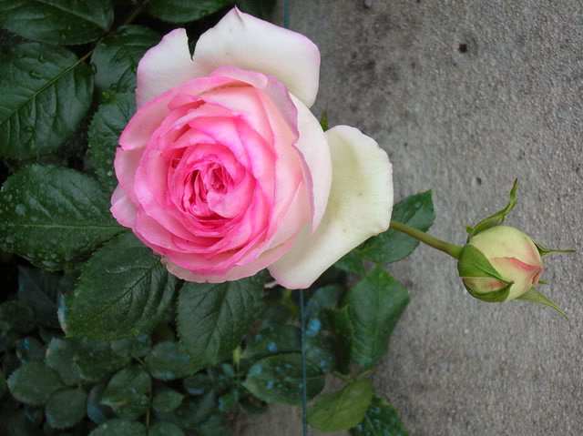DSCN4975-1.jpg