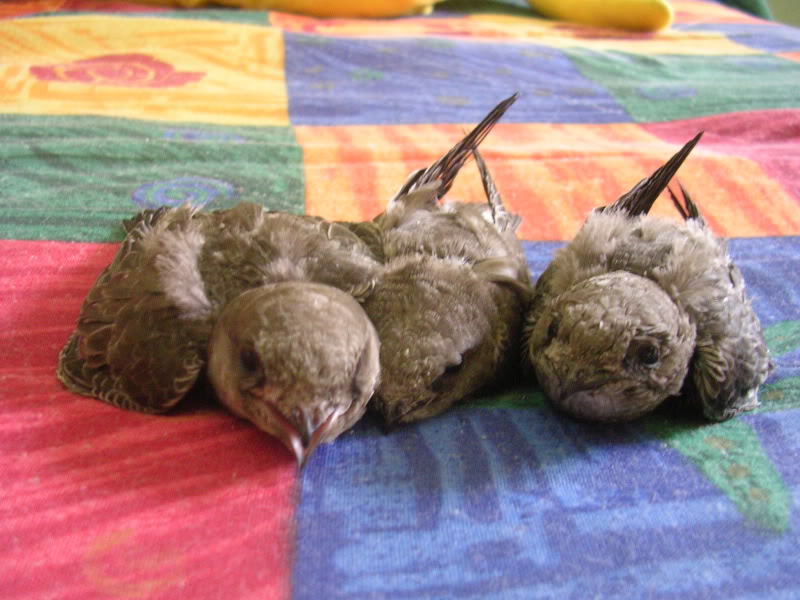 DSCN4977.jpg