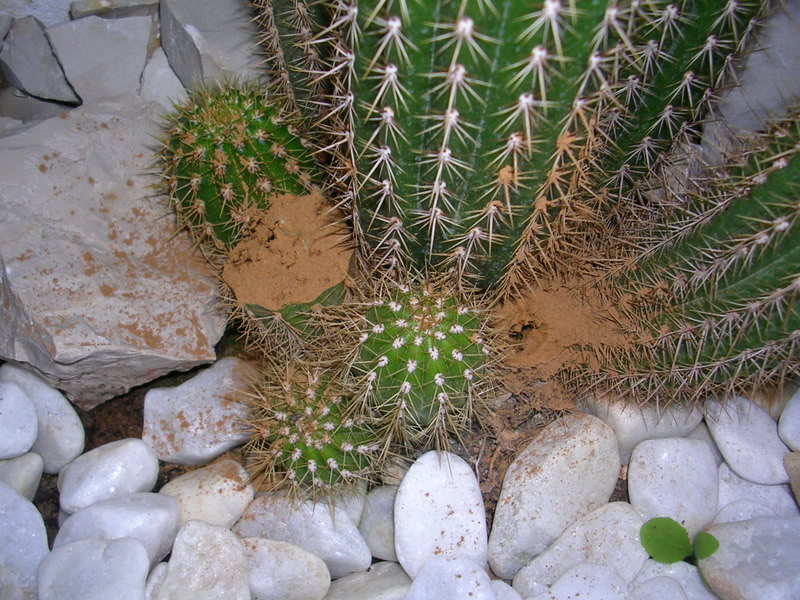 DSCN4978.jpg