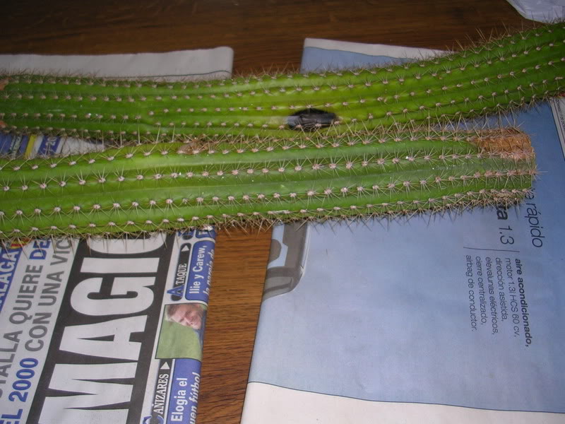DSCN4979.jpg