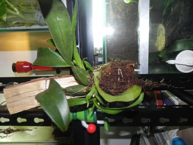 DSCN4979.jpg
