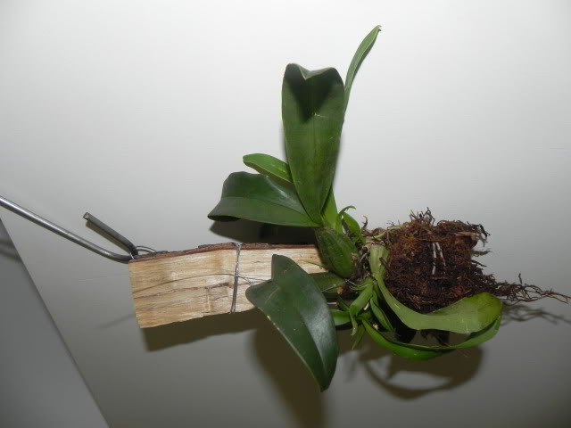DSCN4980.jpg