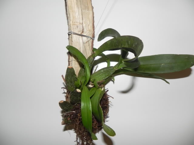 DSCN4981.jpg