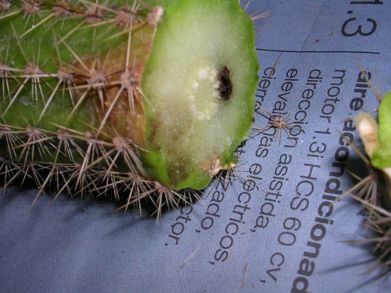 DSCN4982.jpg