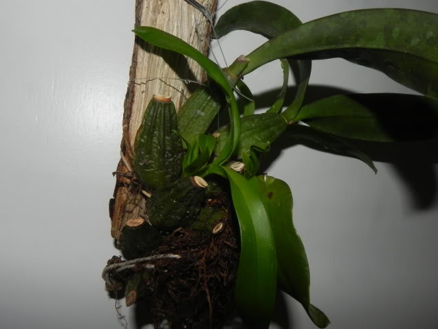 DSCN4982.jpg