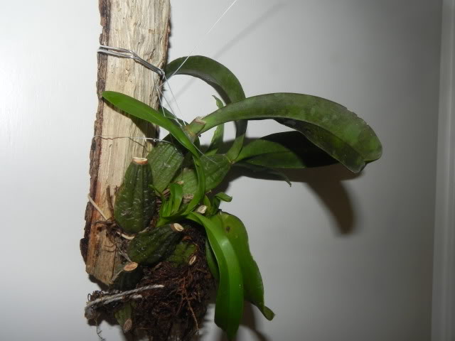 DSCN4984.jpg