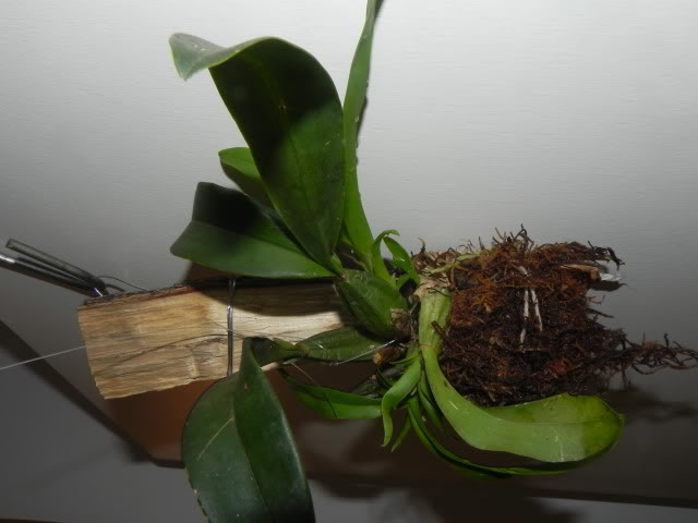 DSCN4985.jpg
