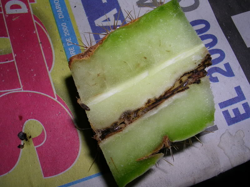 DSCN4988.jpg