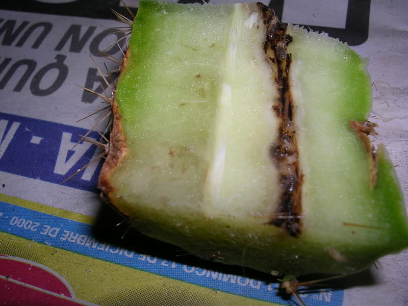 DSCN4989.jpg