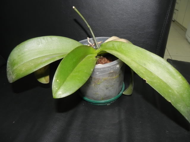 DSCN4989.jpg