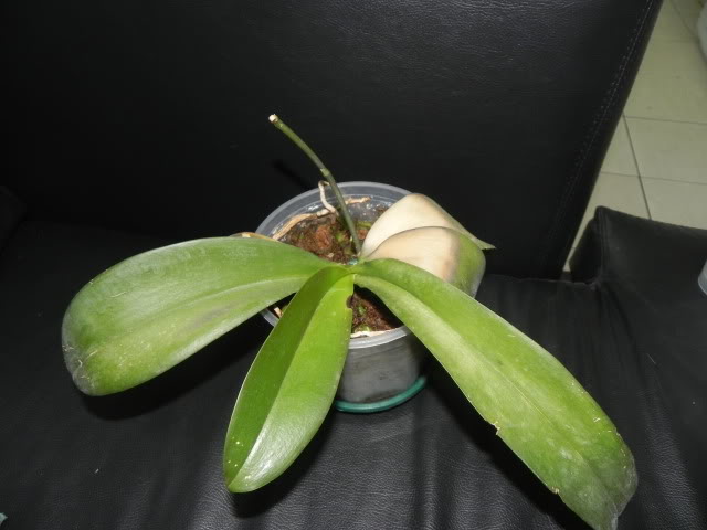 DSCN4990.jpg