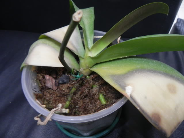 DSCN4992.jpg