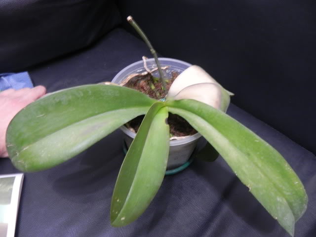 DSCN4993.jpg
