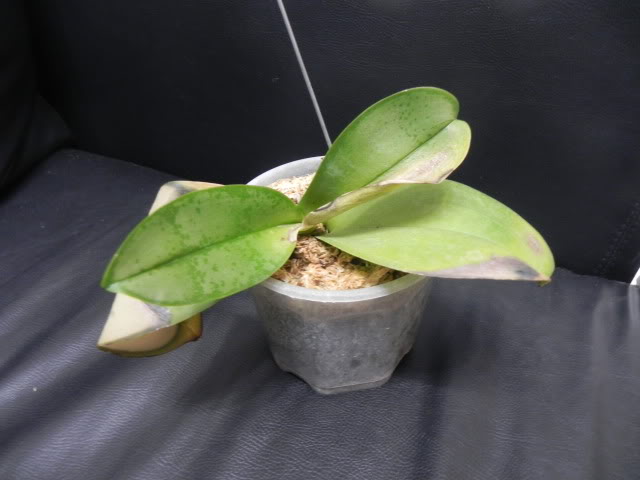 DSCN4994.jpg