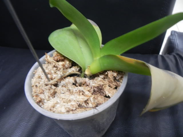 DSCN4995.jpg