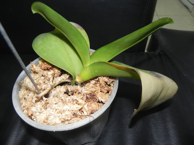 DSCN4996.jpg