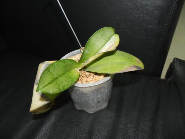 DSCN4997.jpg