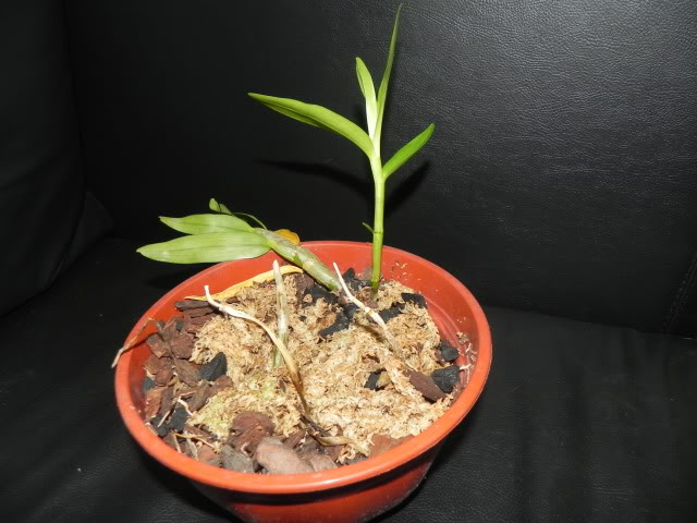 DSCN5001.jpg