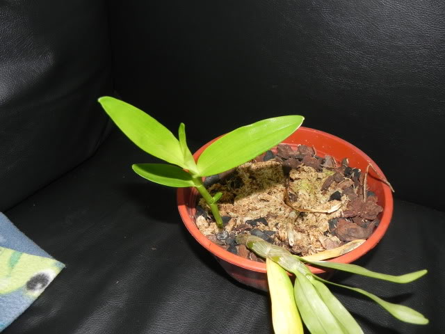 DSCN5002.jpg