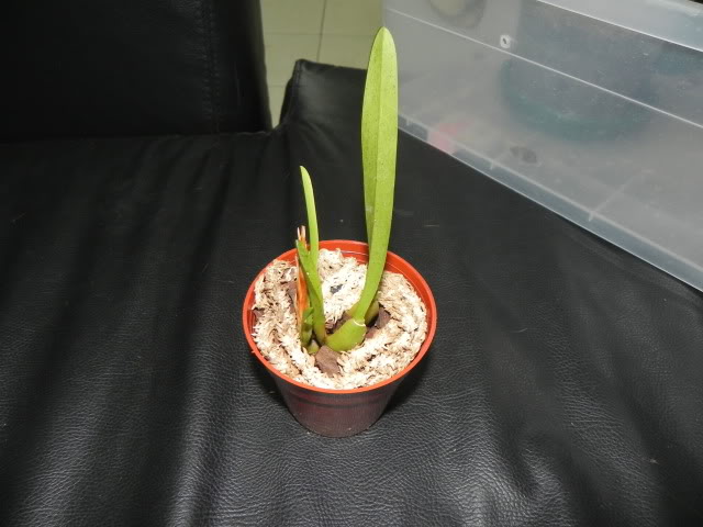 DSCN5003.jpg