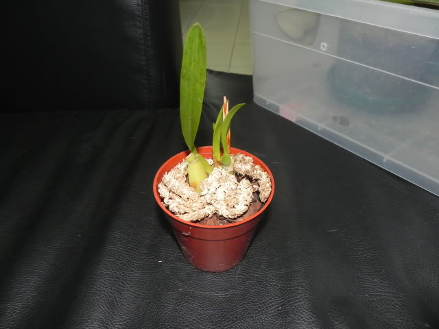 DSCN5004.jpg