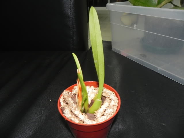 DSCN5005.jpg