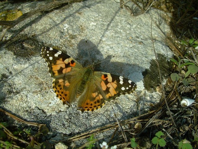 DSCN5026-r.jpg