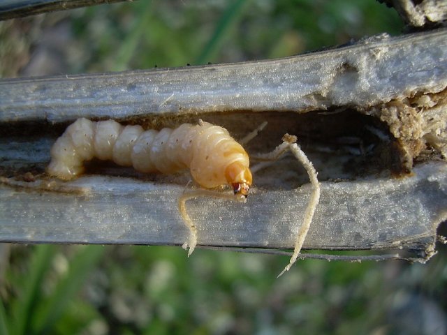 DSCN5030-r.jpg