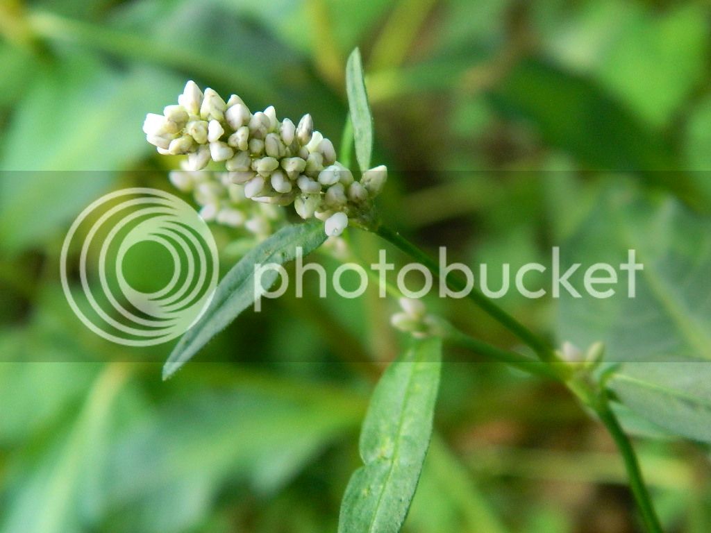 DSCN5032.jpg
