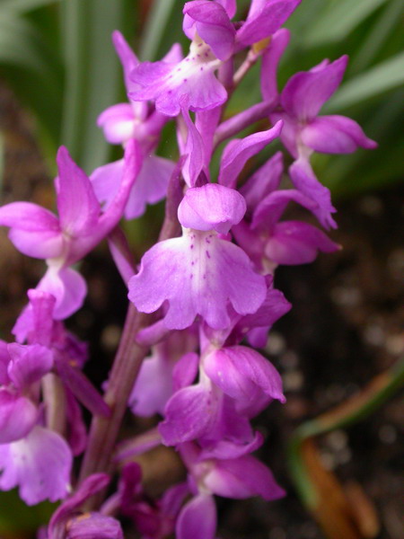 DSCN50332.jpg