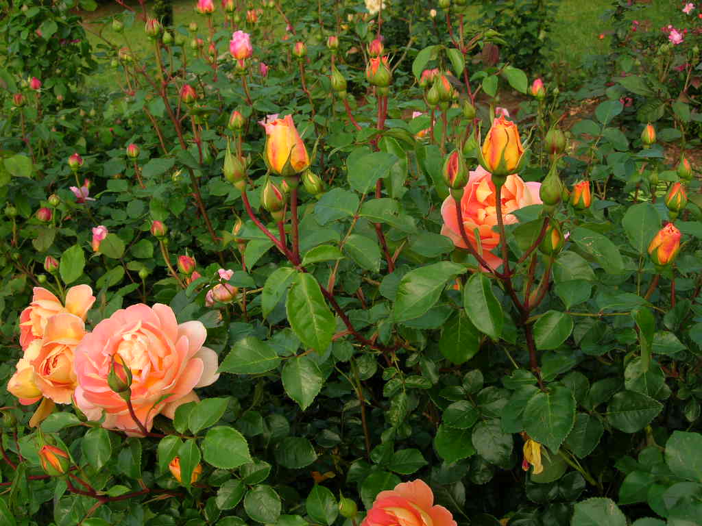 DSCN5064.JPG