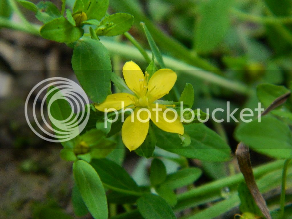 DSCN5096.jpg