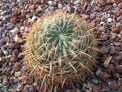 DSCN5106.JPG