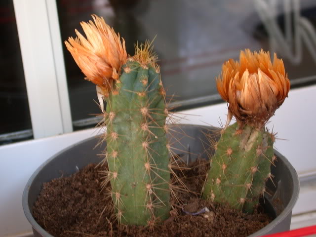 DSCN5114.jpg