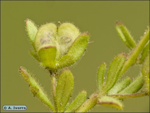 DSCN5114a.jpg