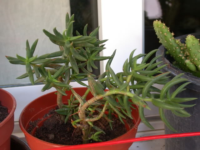 DSCN5115.jpg