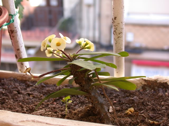 DSCN5116.jpg