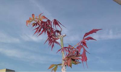 DSCN5116a.JPG