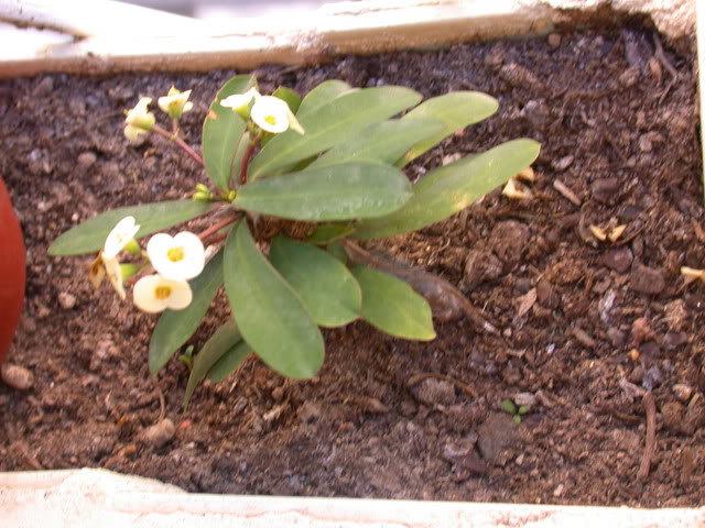 DSCN5117.jpg