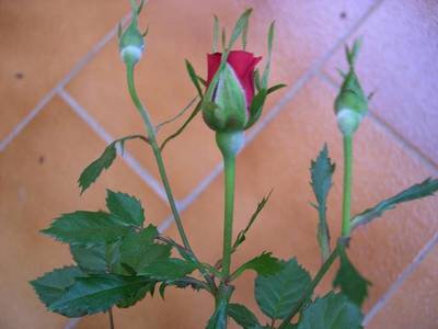 DSCN5119a.JPG