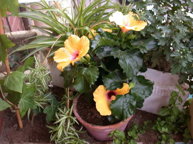 DSCN5120.jpg
