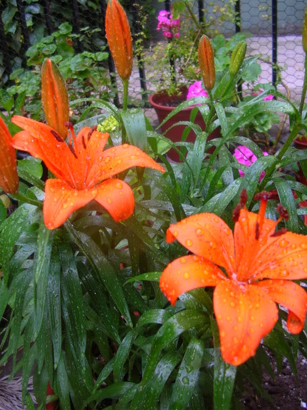 DSCN5121.jpg
