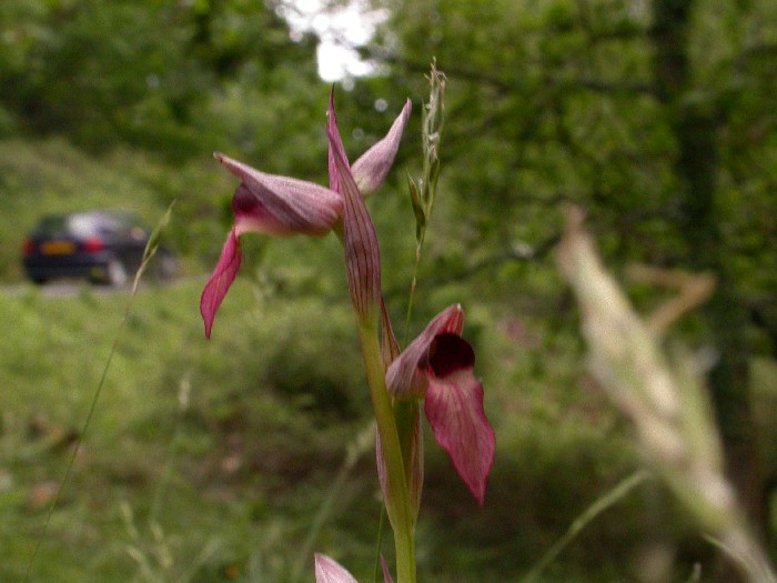 DSCN51292.JPG