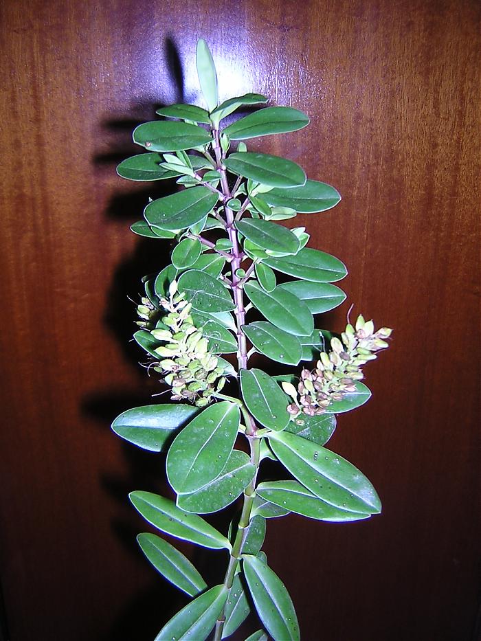 DSCN5145.jpg