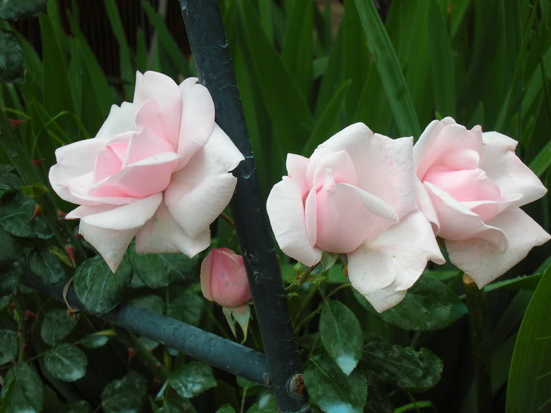 DSCN5174-1.jpg