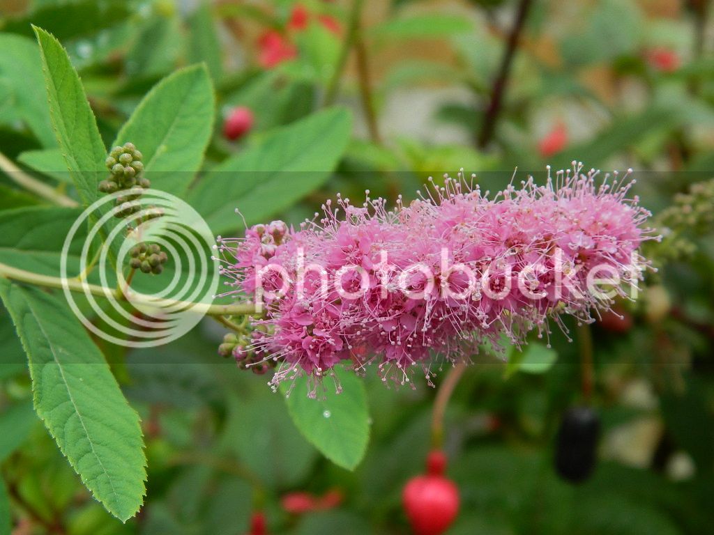 DSCN5174.jpg