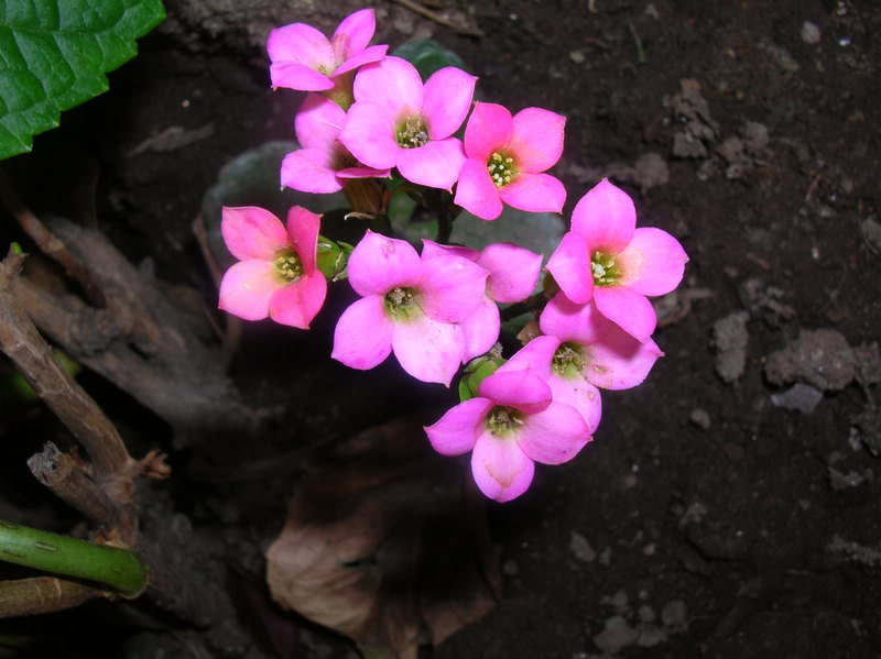 DSCN5178.jpg