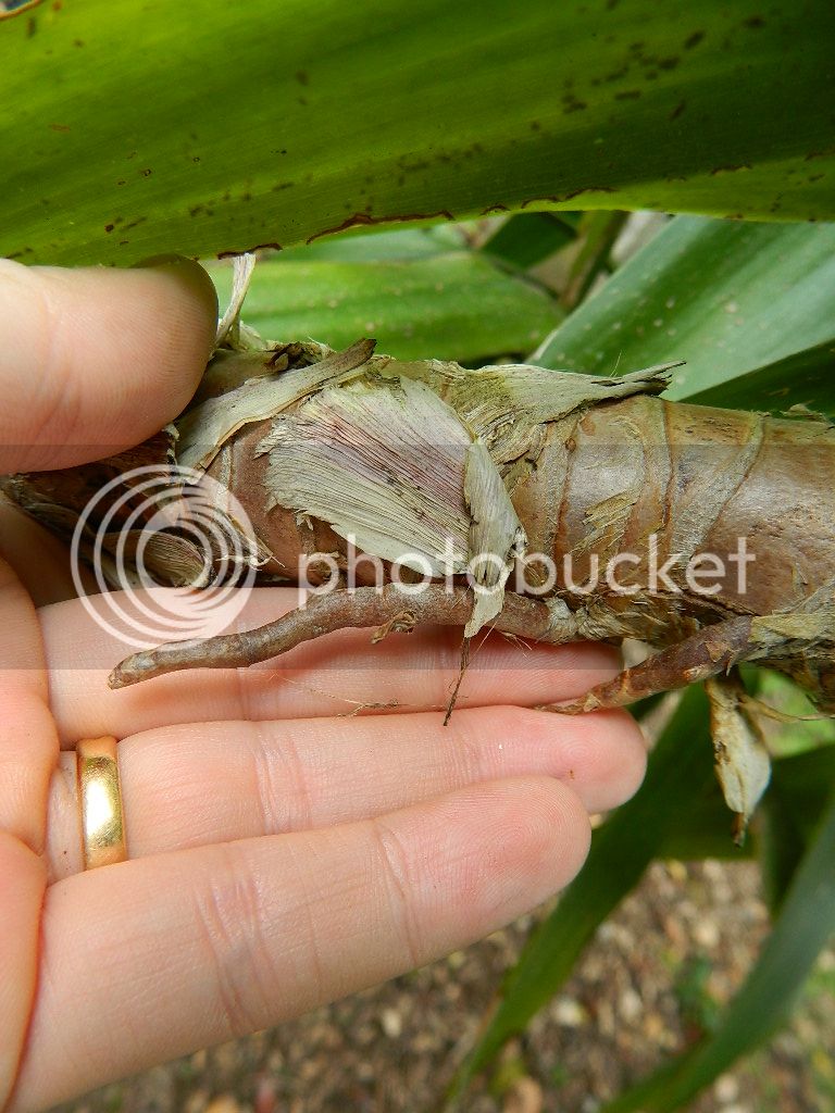 DSCN5188.jpg