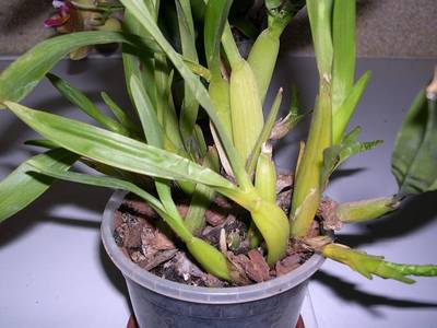 DSCN5201a.JPG