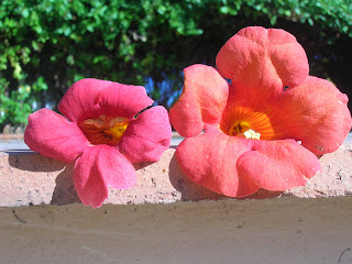 DSCN5238.JPG